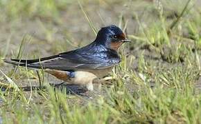 Barn Swallow