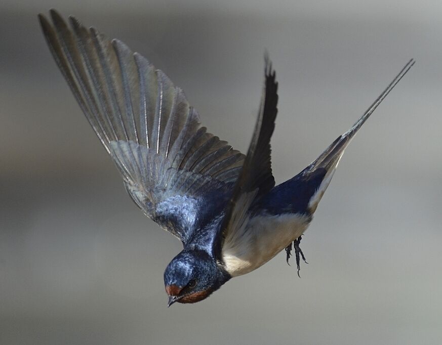 Barn Swallowadult breeding, Flight