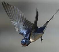 Barn Swallow