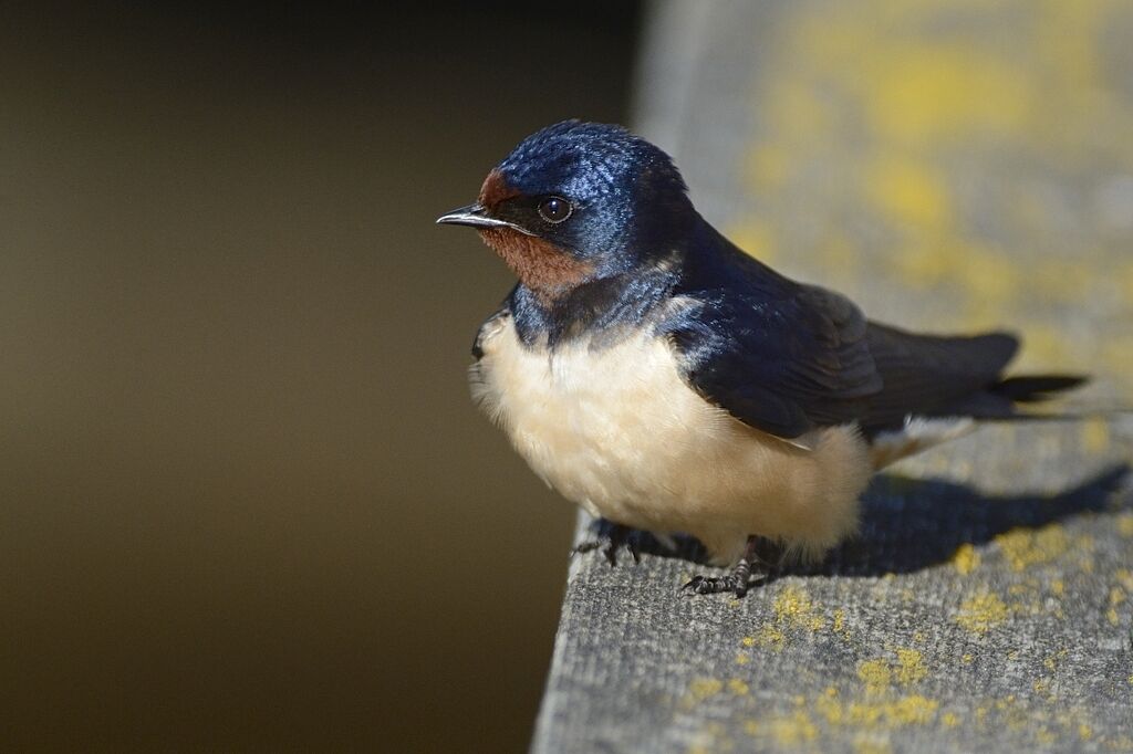 Hirondelle rustiqueadulte nuptial, portrait