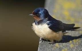 Barn Swallow