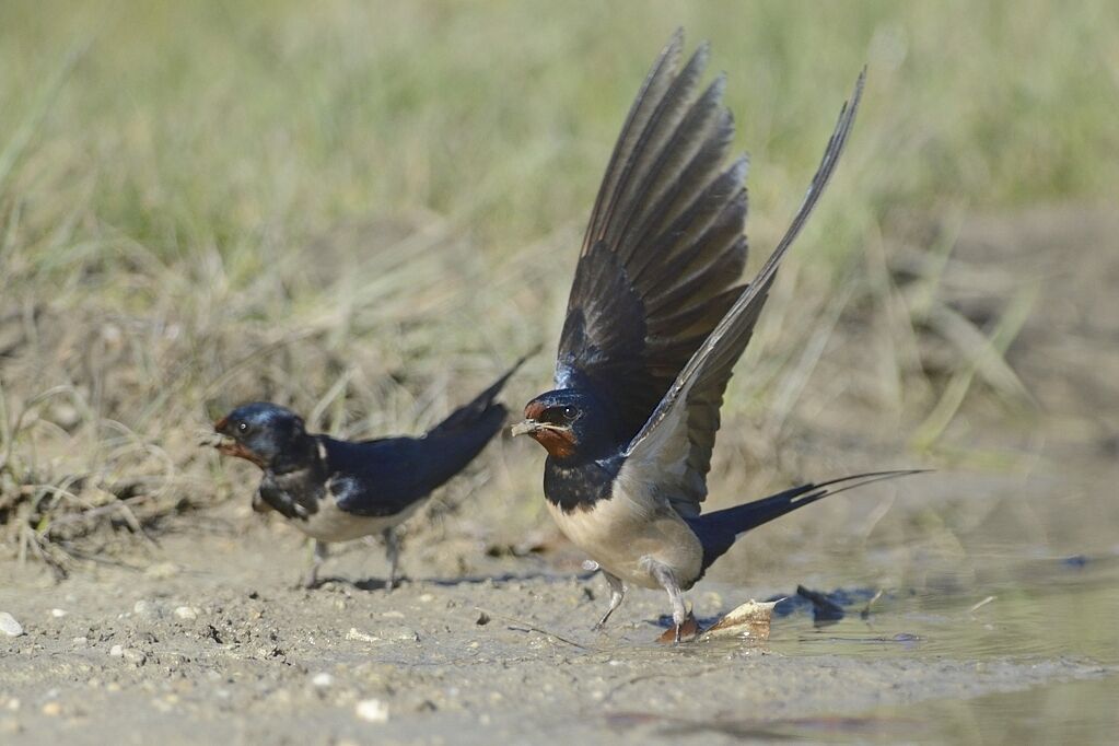 Barn Swallowadult, Reproduction-nesting