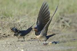 Barn Swallow