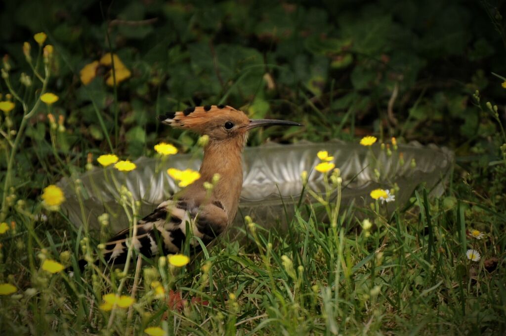 Eurasian Hoopoe