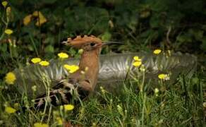 Eurasian Hoopoe