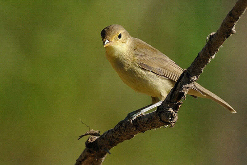 Melodious Warbler