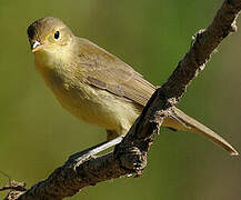 Melodious Warbler