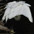 Aigrette garzette