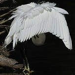 Aigrette garzette