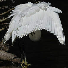 Aigrette garzette