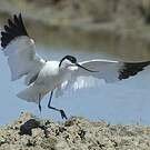 Avocette élégante