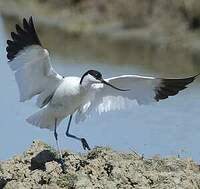 Avocette élégante