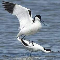 Avocette élégante