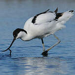 Avocette élégante