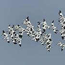 Avocette élégante