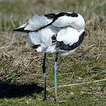 Avocette élégante