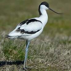 Avocette élégante