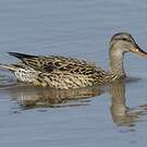 Canard chipeau