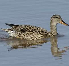 Canard chipeau