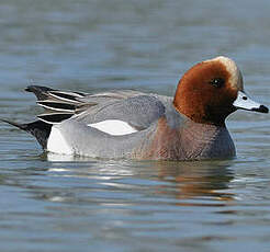 Canard siffleur