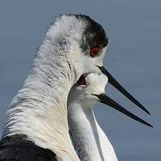 Échasse blanche