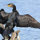 Grand Cormoran
