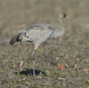 Grue Cendree Grus Grus