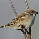 Moineau friquet