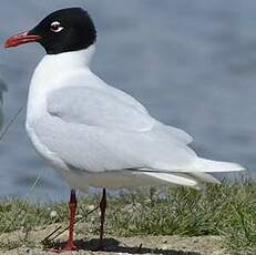 Mouette mélanocéphale