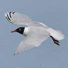 Mouette mélanocéphale
