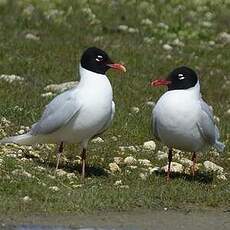 Mouette mélanocéphale