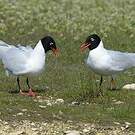Mouette mélanocéphale