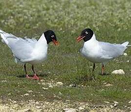 Mouette mélanocéphale