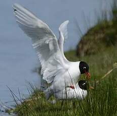 Mouette mélanocéphale