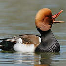 Nette rousse