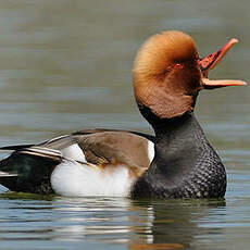 Nette rousse