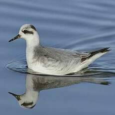 Phalarope à bec large