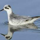 Phalarope à bec large