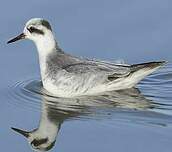 Phalarope à bec large