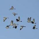 Pigeon ramier