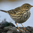 Pipit farlouse