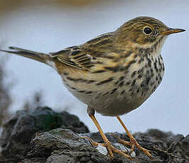 Pipit farlouse