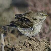 Pipit spioncelle