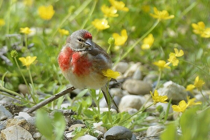 Common Linnet male adult breeding