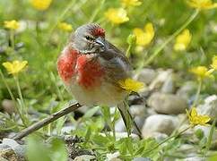 Common Linnet