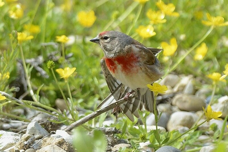 Common Linnet male adult breeding