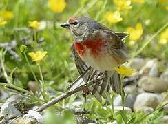 Common Linnet