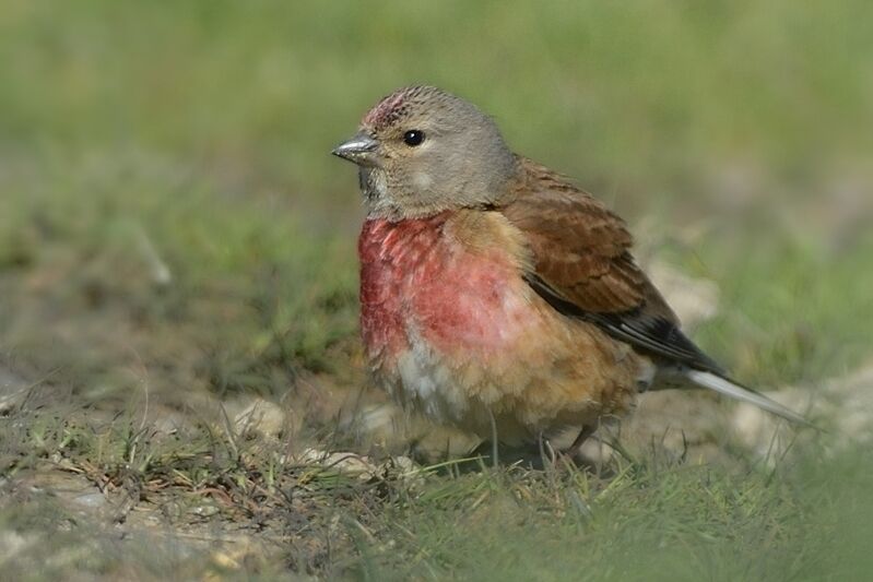 Common Linnetadult breeding