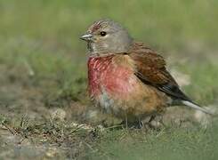 Common Linnet