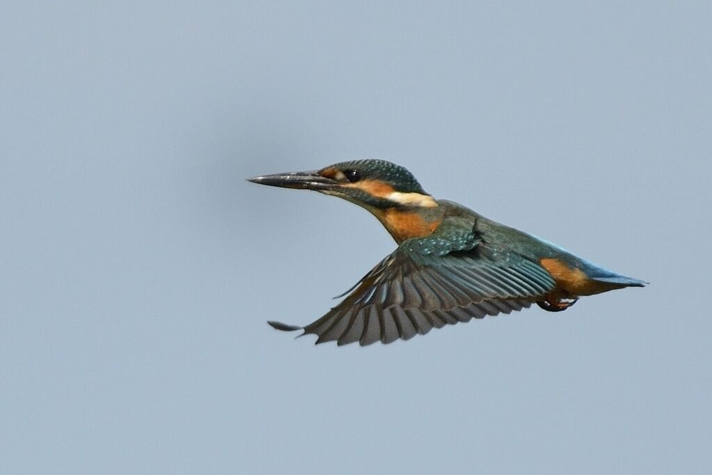 Martin-pêcheur d'Europe femelle immature, Vol